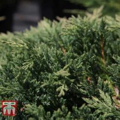 Juniperus Horizontalis 'Prince Of Wales' -Flourish Flora JUNI 66289 C