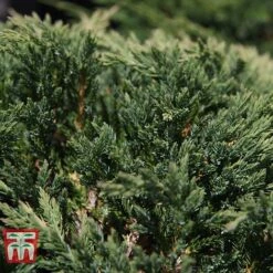 Juniperus Horizontalis 'Prince Of Wales' -Flourish Flora JUNI 66289 D