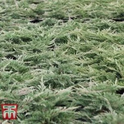 Juniperus Horizontalis 'Prince Of Wales' -Flourish Flora JUNI 66289 E