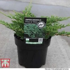 Juniperus Horizontalis 'Prince Of Wales' -Flourish Flora JUNI 66289 F