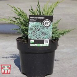 Juniperus Chinensis 'Blaauw' -Flourish Flora JUNI T58035 B