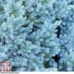 Juniperus Chinensis 'Blaauw' -Flourish Flora JUNI T58035 C1
