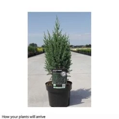 Juniperus Chinensis 'Stricta' -Flourish Flora JUNI T66271 A h