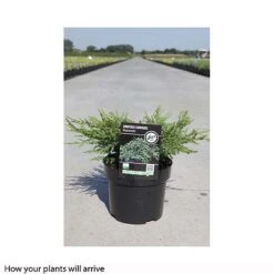 Juniperus Communis 'Repanda' -Flourish Flora JUNI T66277 B h