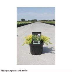 Juniperus Conferta 'Allgold' -Flourish Flora JUNI T66278 B h