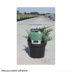 Juniperus Horizontalis 'Blue Chip' -Flourish Flora JUNI T66283 B h