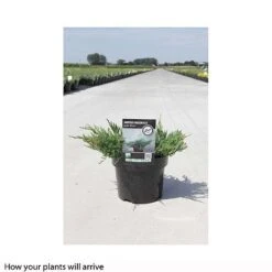 Juniperus Horizontalis 'Jade River' -Flourish Flora JUNI T66286 B h