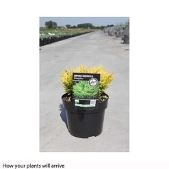 Juniperus Horizontalis 'Lime Glow' -Flourish Flora JUNI T66287 B h