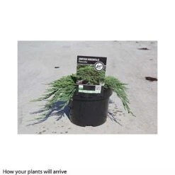 Juniperus Horizontalis 'Pancake' -Flourish Flora JUNI T66288 A h