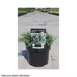 Juniperus Horizontalis 'Wiltonii' -Flourish Flora JUNI T66291 B h