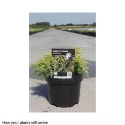 Juniperus X Pfitzeriana 'Goldkissen' -Flourish Flora JUNI T66295 B h