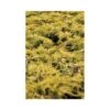 Juniperus X Pfitzeriana 'King Of Spring'