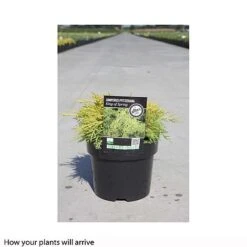 Juniperus X Pfitzeriana 'King Of Spring' -Flourish Flora JUNI T66296 B h