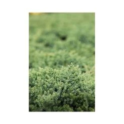 Juniperus Procumbens 'Nana' -Flourish Flora JUNI T66299 A h