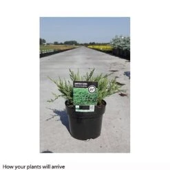 Juniperus Sabina 'Tamariscifolia' -Flourish Flora JUNI T66301 B h