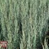 Juniperus Scopulorum 'Blue Arrow'