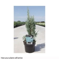 Juniperus Scopulorum 'Moonglow' -Flourish Flora JUNI T66304 B h