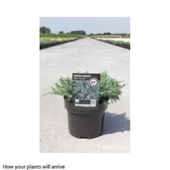 Juniperus Squamata 'Blue Carpet' -Flourish Flora JUNI T66306 B h