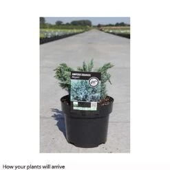 Juniperus Squamata 'Meyeri' -Flourish Flora JUNI T66313 B h