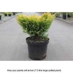 Juniperus Horizontalis 'Limeglow' -Flourish Flora JUNI T68093 B h