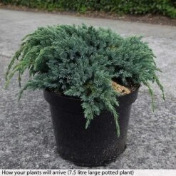 Juniperus Squamata 'Blue Spider' -Flourish Flora JUNI T74076 B h