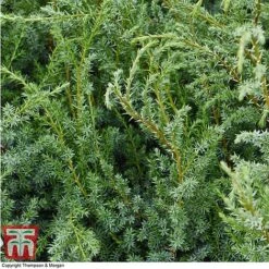 Juniperus Chinensis 'Blue Alps' -Flourish Flora JUNIBLUE T28608 A1