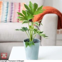 Fatsia Japonica 'Spiders Web' -Flourish Flora KB0814 FATS 1