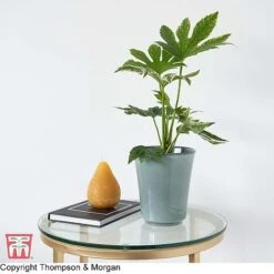 Fatsia Japonica 'Spiders Web' -Flourish Flora KB0814 FATS 2