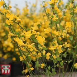 Kerria Japonica 'Golden Guinea' -Flourish Flora KERR T58202 C