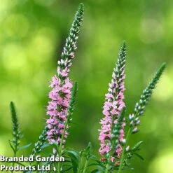 Front Page -Flourish Flora KF0170 MOODY BLUES 4