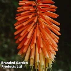 Kniphofia Uvaria 'Mixed Hybrids' -Flourish Flora KNIP UVARIAMIX L44964