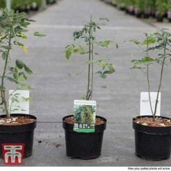 Laburnum Anagyroides -Flourish Flora LABU T58204 C1