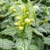 Lamium Galeobdolon 'Hermann's Pride'