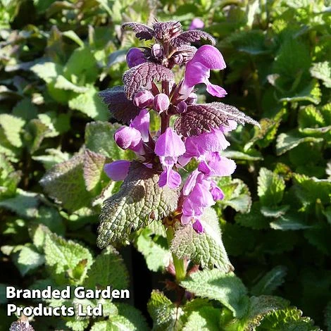 Lamium Maculatum Roseum 1 Lamium Maculatum Roseum