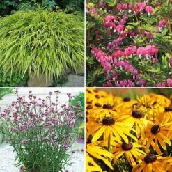 Nurserymans Choice Large Plants -Flourish Flora LARG T59754 A h