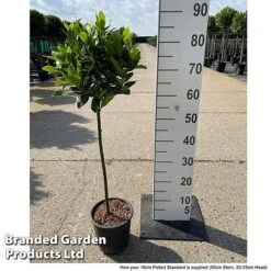 Laurus Nobilis (Standard) -Flourish Flora LAUR NOBILISTD S52051