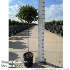 Laurus Nobilis (Standard) -Flourish Flora LAUR NOBILISTD S52052