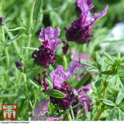 Lavender 'Antibes' -Flourish Flora LAVE T80303 D