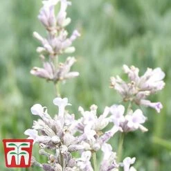 Lavender Collection -Flourish Flora LAVE ROSEA S034471