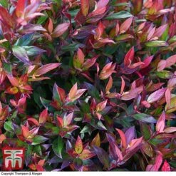 Leucothoe Axillaris 'Little Flames' -Flourish Flora LEUC 66323 A1
