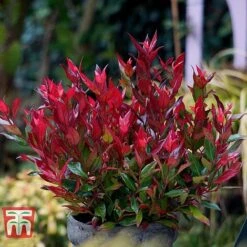 Leucothoe Axillaris 'Little Flames' -Flourish Flora LEUC 66323 B