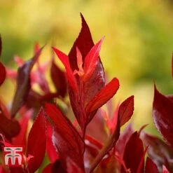 Leucothoe Axillaris 'Little Flames' -Flourish Flora LEUC 66323 C