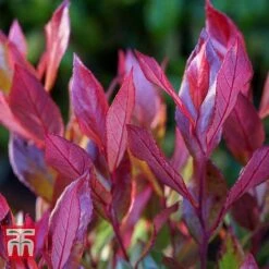 Leucothoe Axillaris 'Little Flames' -Flourish Flora LEUC 66323 D