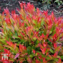 Leucothoe Axillaris 'Little Flames' -Flourish Flora LEUC 66323 F