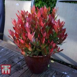 Leucothoe Axillaris 'Little Flames' -Flourish Flora LEUC 66323 H