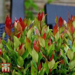 Leucothoe Axillaris 'Little Flames' -Flourish Flora LEUC 66323 I