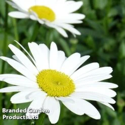 Shasta Daisy 'Becky' -Flourish Flora LEUC KC9117 B