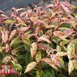 Leucothoe Fontanesiana 'Makijaz' -Flourish Flora LEUC T66325 C