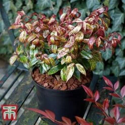Leucothoe Fontanesiana 'Makijaz' -Flourish Flora LEUC T66325 H
