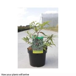 Leucothoe Fontanesiana 'Whitewater' -Flourish Flora LEUC T66326 B h